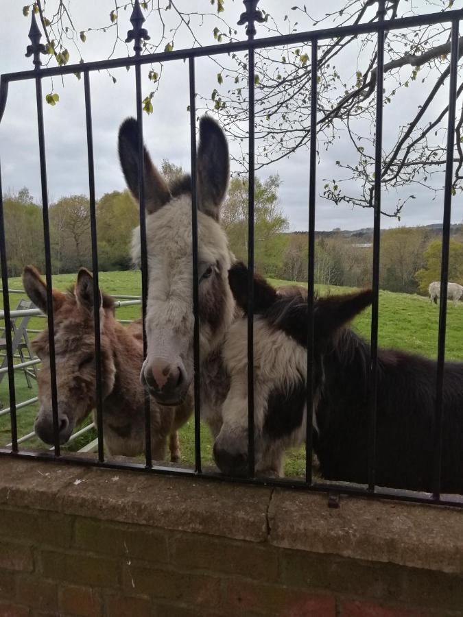 Hotel Durham Donkey Rescue Shepherd'S Hut Exteriér fotografie